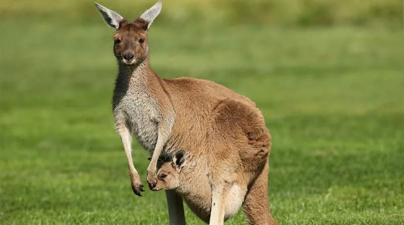 Alipore Zoo asked kangaroo from  Japan