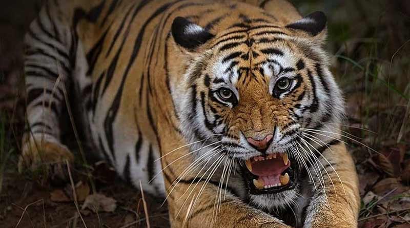 Fisherman of Sunderban killed by the attack of Royal Bengal Tiger into the forest | Sangbad Pratidin