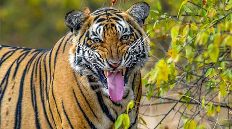 A fisherman attacked by tiger in Sundarban | Sangbad Pratidin