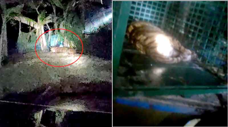 One female Royal Bengal caught in Gosaba, another tiger is missing till now in Sundarban | Sangbad Pratidin