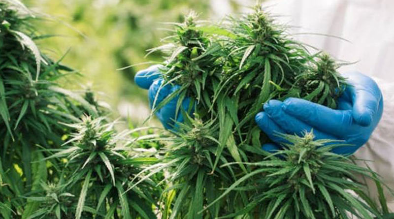 Weed compounds may stop COVID, says experts | Sangbad Pratidin