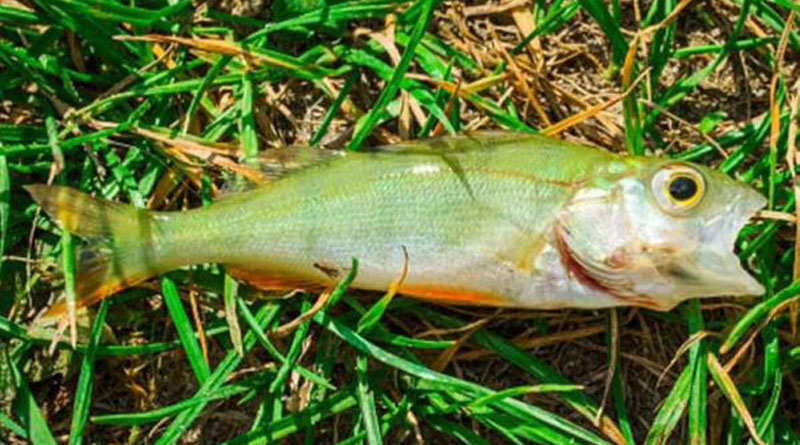 Fish fall from sky during rain in US city | Sangbad Pratidin