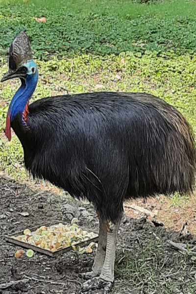Cassowary