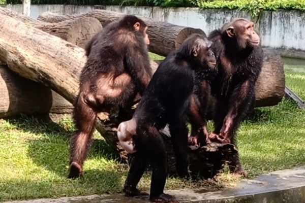 Chimpanzee