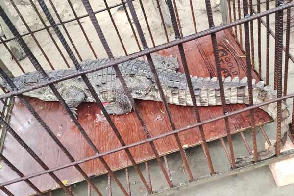 Crocodile