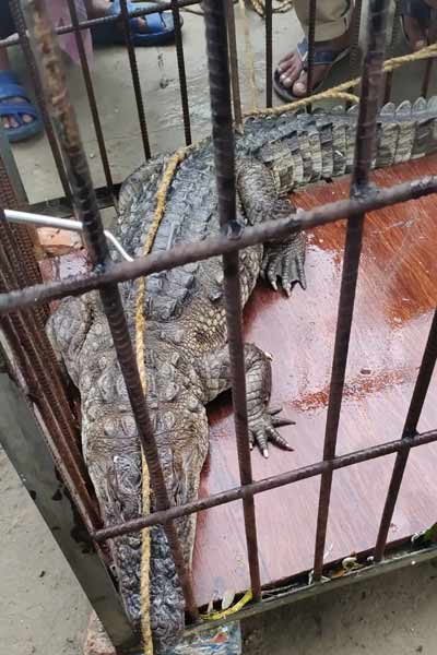Crocodile