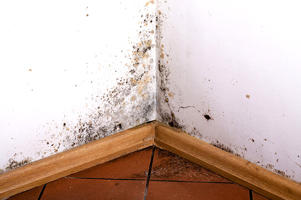 Damp Wall