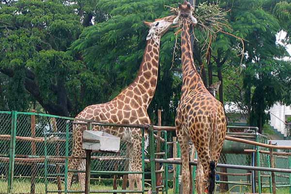 Girrafe