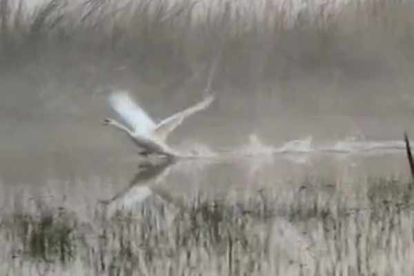 For the first time a Mute Swan spotted in Baruipur 