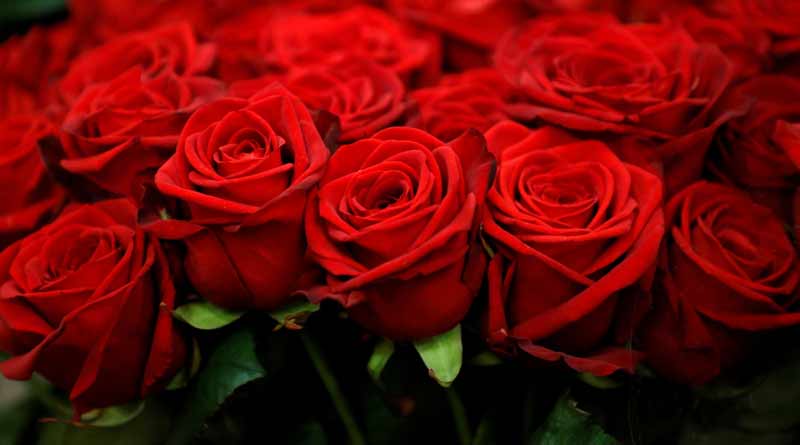 Some people get rose home delivery on Valentine's day in Purba Bardhaman | Sangbad Pratidin