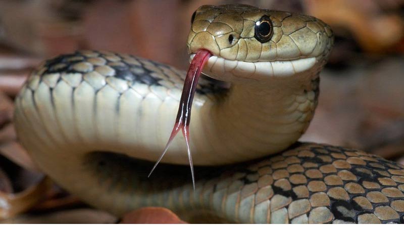 A tablet will save the life of a patient, bitten by a snake । Sangbad Pratidin