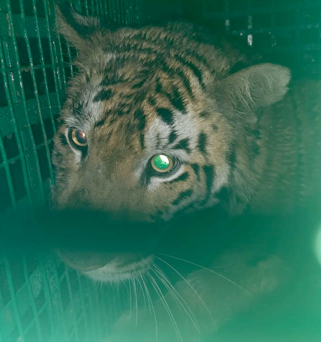 Bengal Tiger