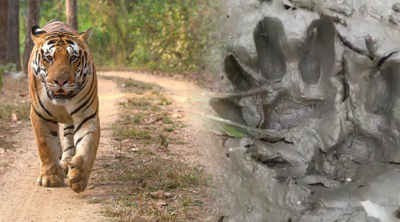 Fear of tiger haunts sandeshkhali residents | Sangbad Pratidin