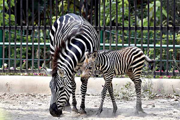 Zebra