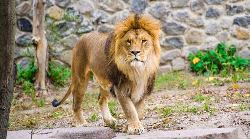 Lioness Killed Keeper Escapes from Zoo With Mate | Sangbad Pratidin