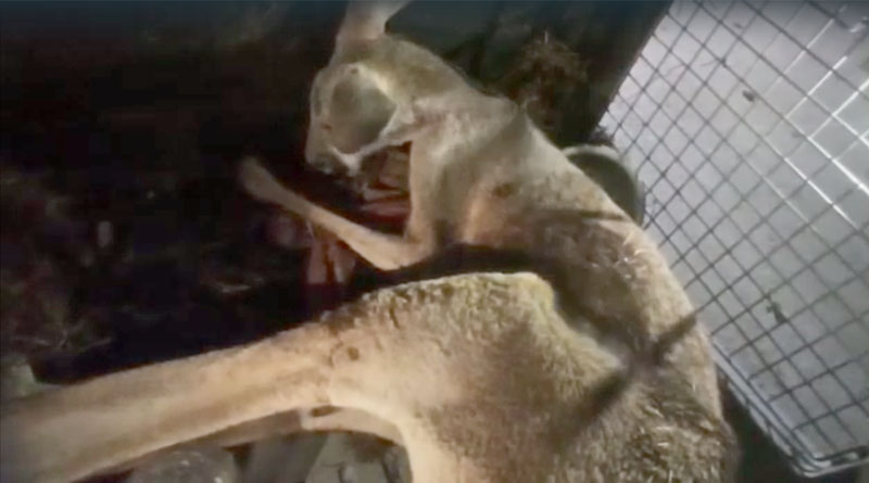 2 held with Australian Kangaroo in Alipurduar | Sangbad Pratidin