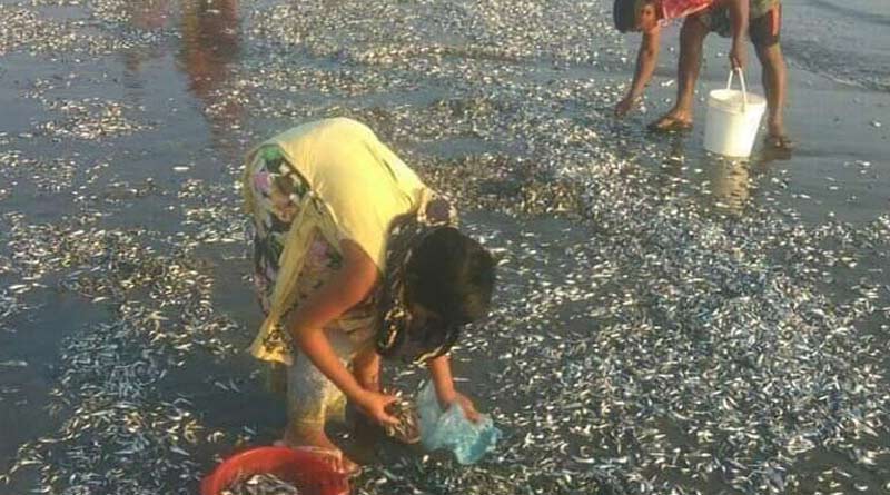Thousands of dead fishes washed away the sea beach of Cox's Bazar, Bangladesh | Sangbad Pratidin