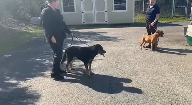 Dog