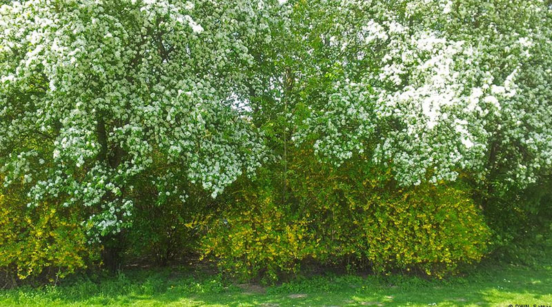 Seed bed introduced in New Town