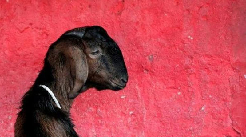 Man arrested for raping and killing a pregnant goat in Kerala। Sangbad Pratidin