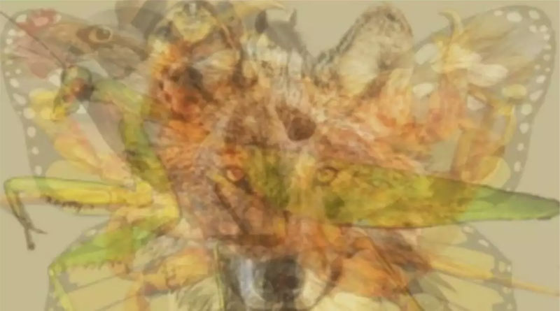 Viral 9 animals optical illusion pic reveals your personality | Sangbad Pratidin