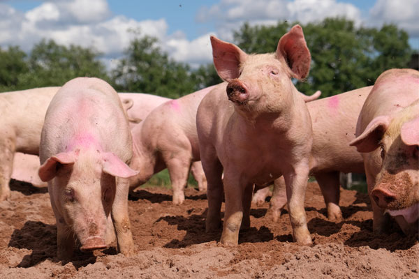 Pig
