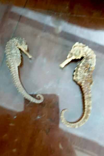 Sea Horse