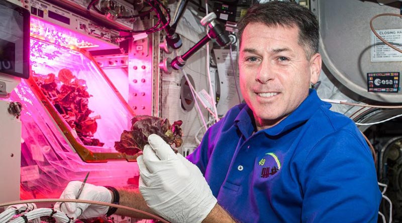 Researchers say genetically modified lettuce can help astronauts in space। Sangbad Pratidin