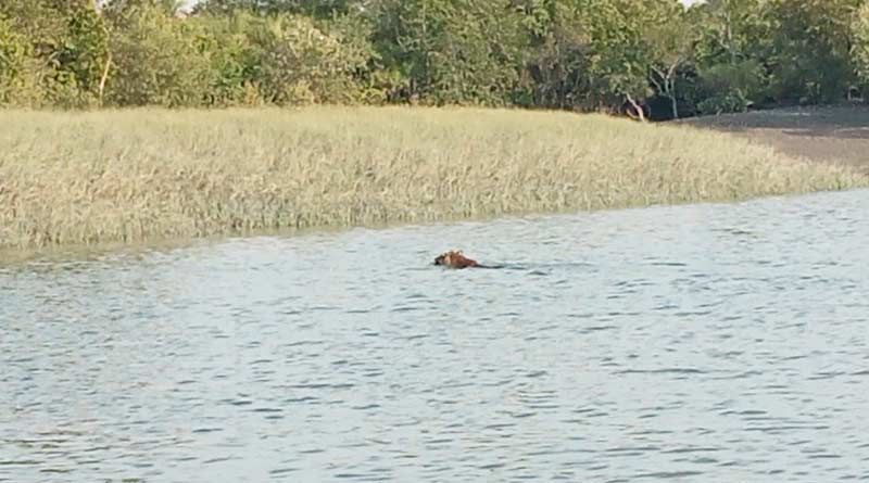 Royal Bengal Tiger again spotted in Sunderban | Sangbad Pratidin