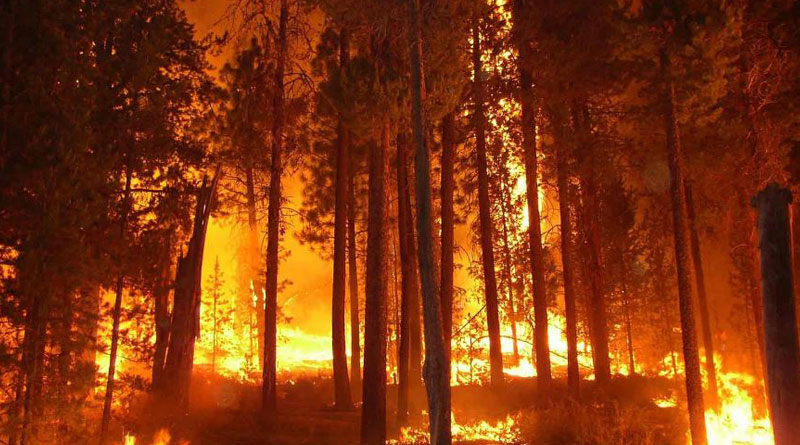 Devastating Fire Broke Out At Rajasthan Tiger Reserve, IAF joins Rescue | Sangbad Pratidin