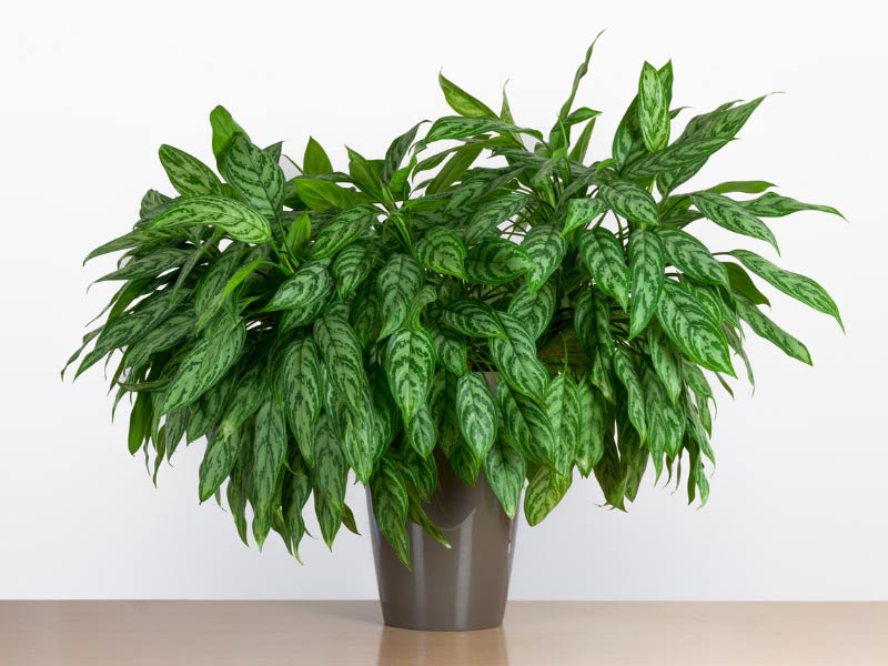 Chinese Evergreen