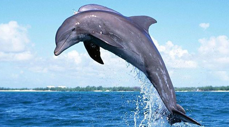 Sudden death of Dolphins, tortoises at the sea shore of Bangladesh makes environmentalists worried | Sangbad Pratidin