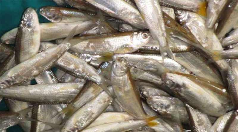 Fishery Department Initiates to Restore 16 Varieties of Endangered Fish | Sangbad Pratidin