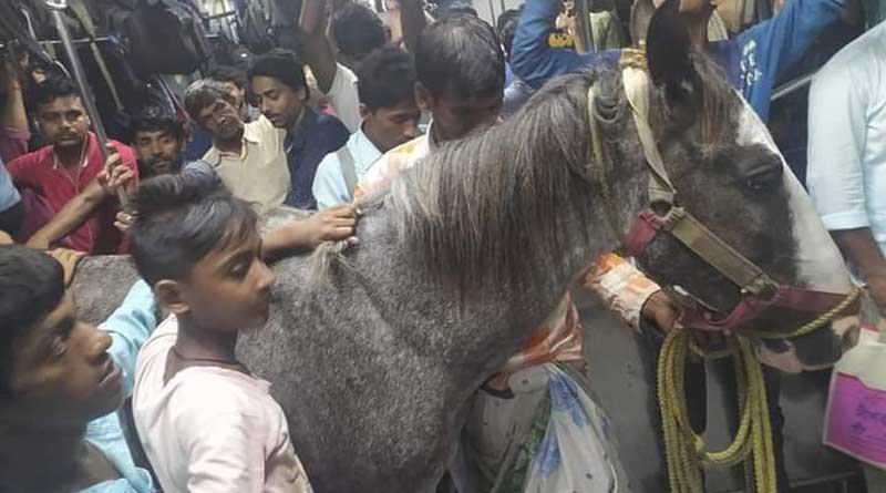 Man Boards on Local Train with a Horse | Sangbad Pratidin