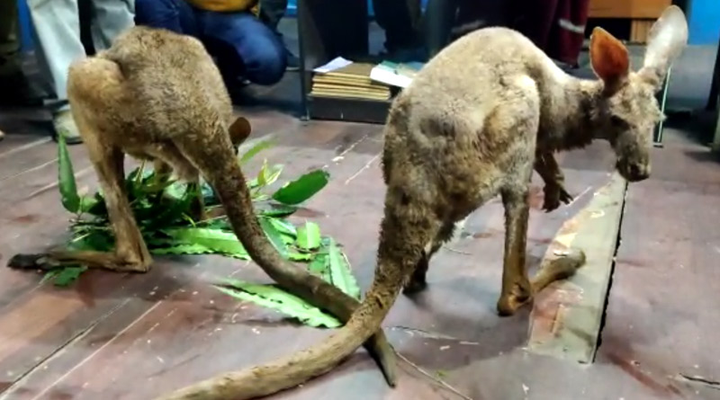 Kangaroo rescued 2