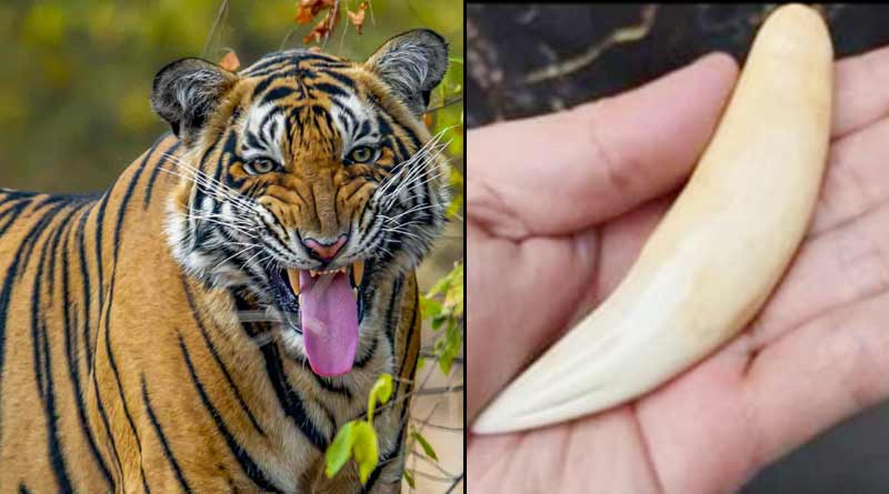 Some people advertise about they sells tiger's teeth online । Sangbad Pratidin
