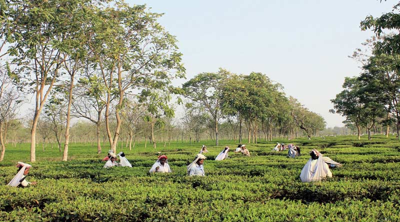 Mentally ill woman gangraped at Tea Estate in Chopra | Sangbad Pratidin