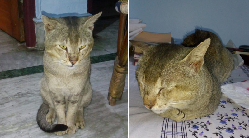 Owner arranged miking to get back his lost cat in Alipurduar | Sangbad Pratidin