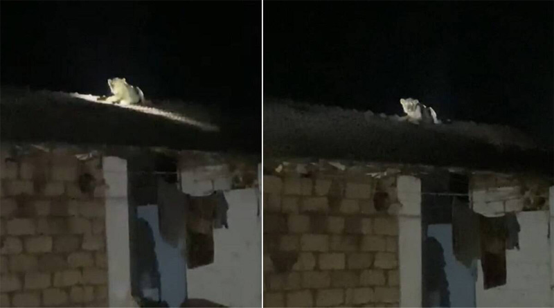 Lion spotted on roof of farmer’s house in Gir | Sangbad Pratidin