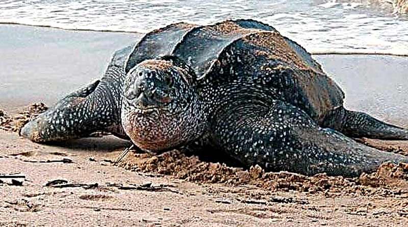 Geological Survey of India Looks After Reproduction of World's Largest Tortoise | Sangbad Pratidin