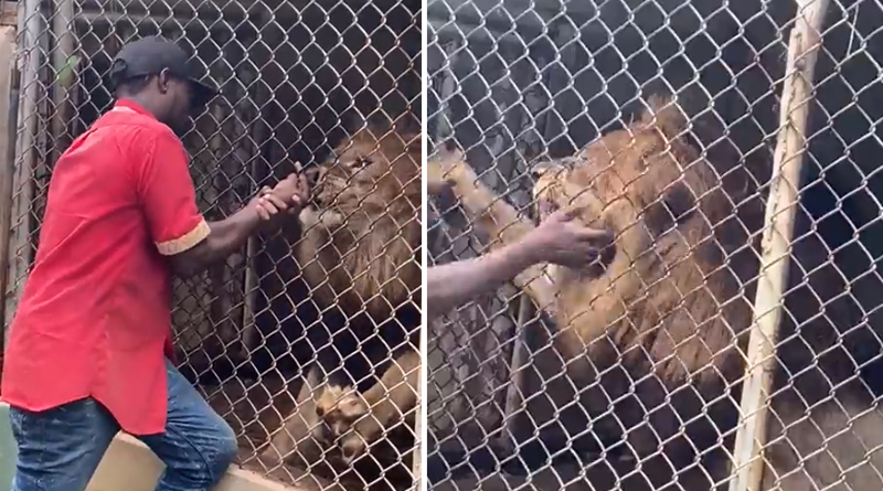 Lion bites off man's finger at Jamaica zoo | Sangbad Pratidin