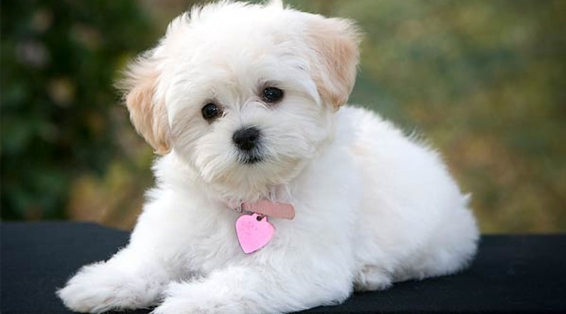 pet dog