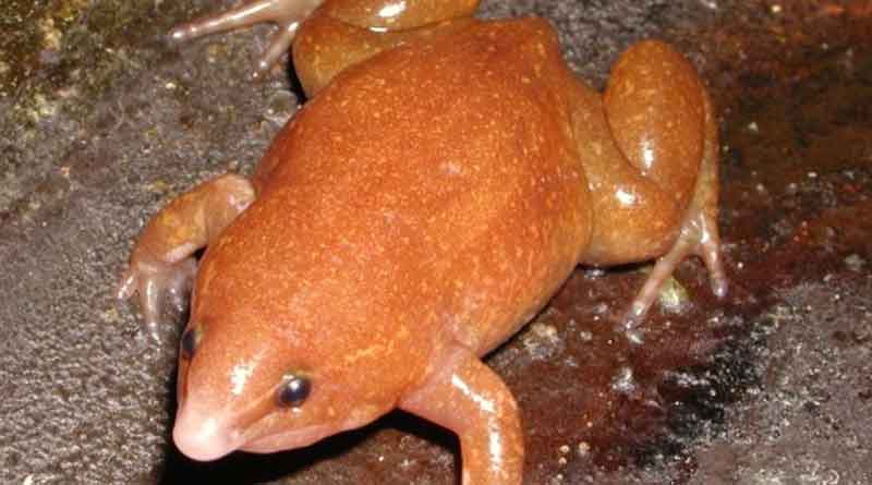 Headless zombie frog jumped out of a pot of hot chilli oil onto the table at Chinese restaurant । Sangbad Pratidin