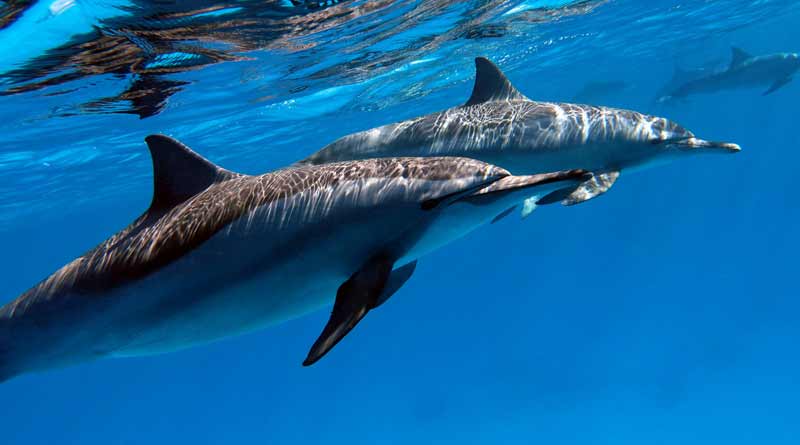 More than100 dolphins dead in Amazon as it hits record-high temperature | Sangbad Pratidin