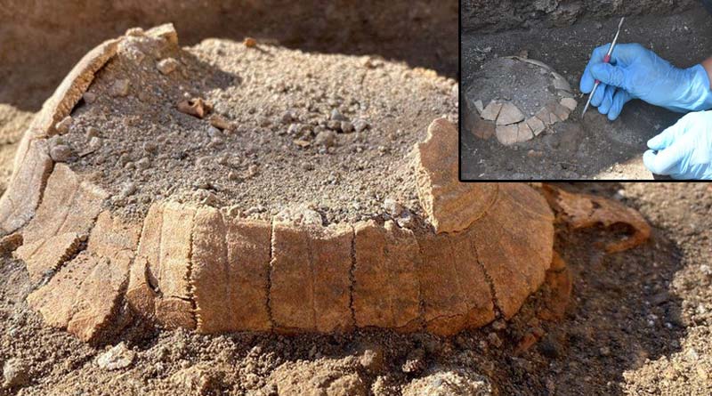 Archeologists found parts of pregnant tortoise died in Vesuvias volcano lava eruption | Sangbad Pratidin