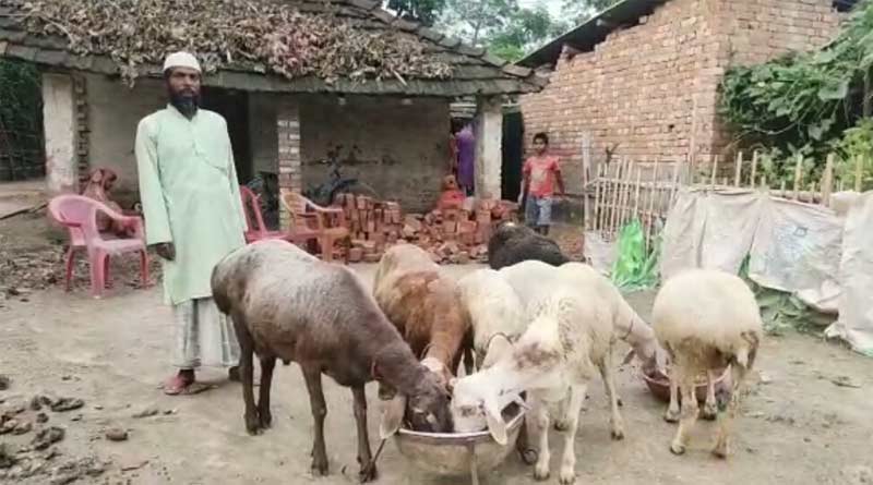 Farmers Can Earn Lakhs by rearing dumba in West Bengal, Know how | Sangbad Pratidin
