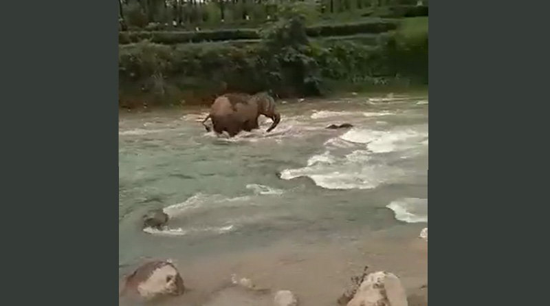 Mother Elephant Saves Calf From Drowning In River at North Bengal | Sangbad Pratidin