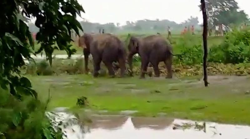 Till mid of November 25 killed in North Bengal by Elephant | Sangbad Pratidin