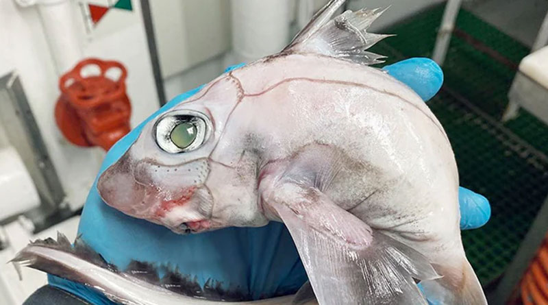 Picture of deep sea fish goes viral। Sangbad Pratidin