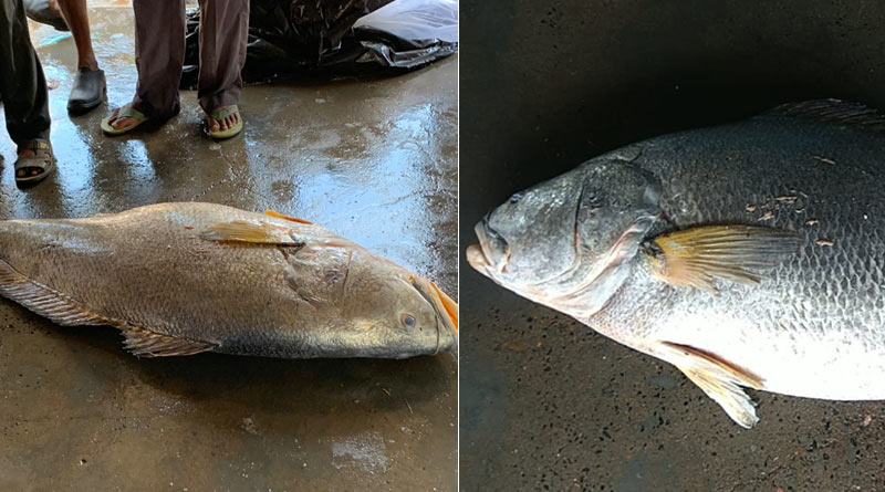 Huge telia bhola trapped in Digha, sold worth 13 lakhs | Sangbad Pratidin